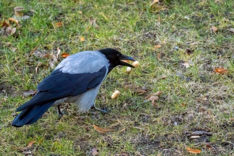 Unlocking Crow Intelligence: Surprising Facts About Bird Brains
