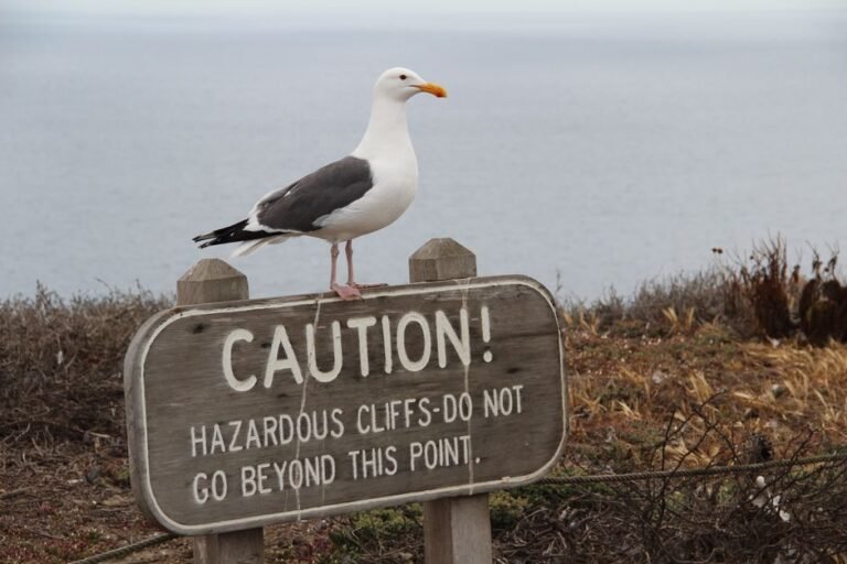 California Coastal Safety: Unveiling the Paradox of Beauty & Hidden Dangers